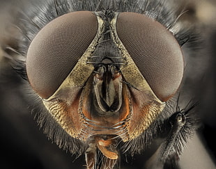 macro photography of black fly, insect, macro, closeup, bees