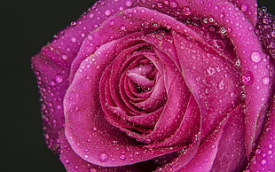pink rose flower in macro shot photography HD wallpaper