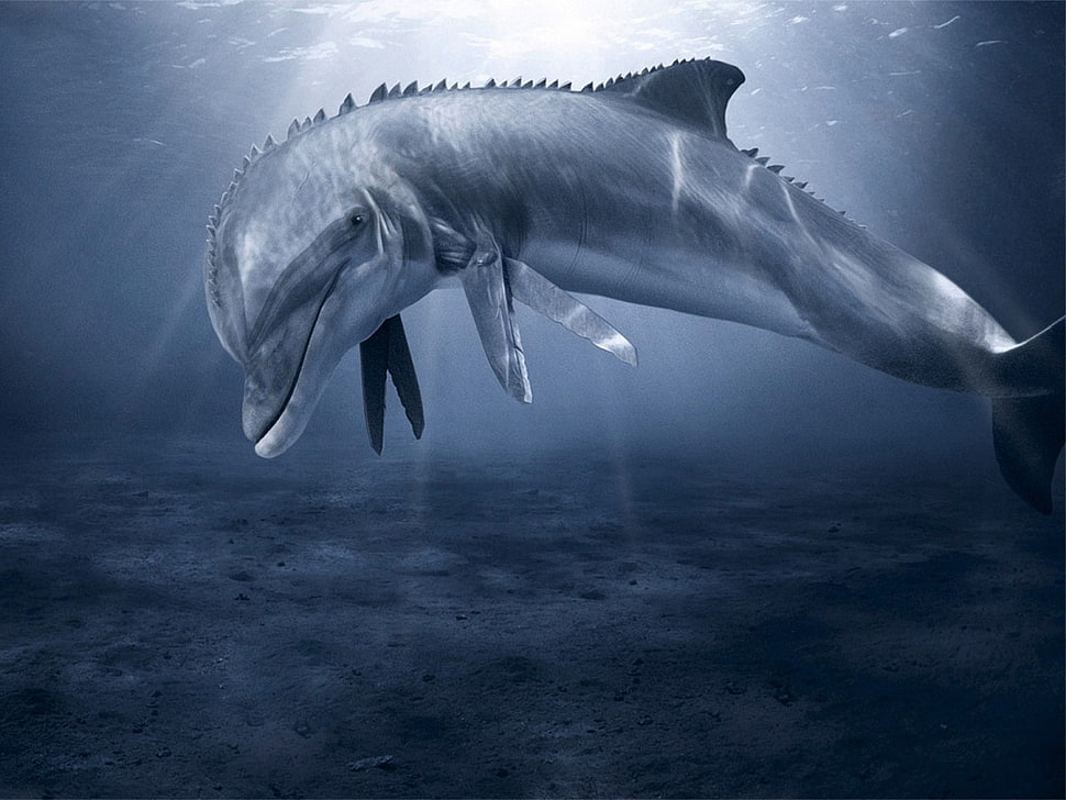 blue dolphin illustration HD wallpaper
