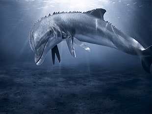 blue dolphin illustration