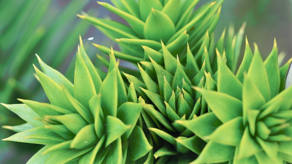 selective focus of succulent plant HD wallpaper