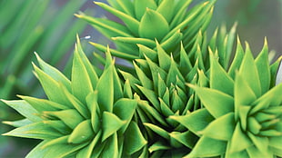 selective focus of succulent plant