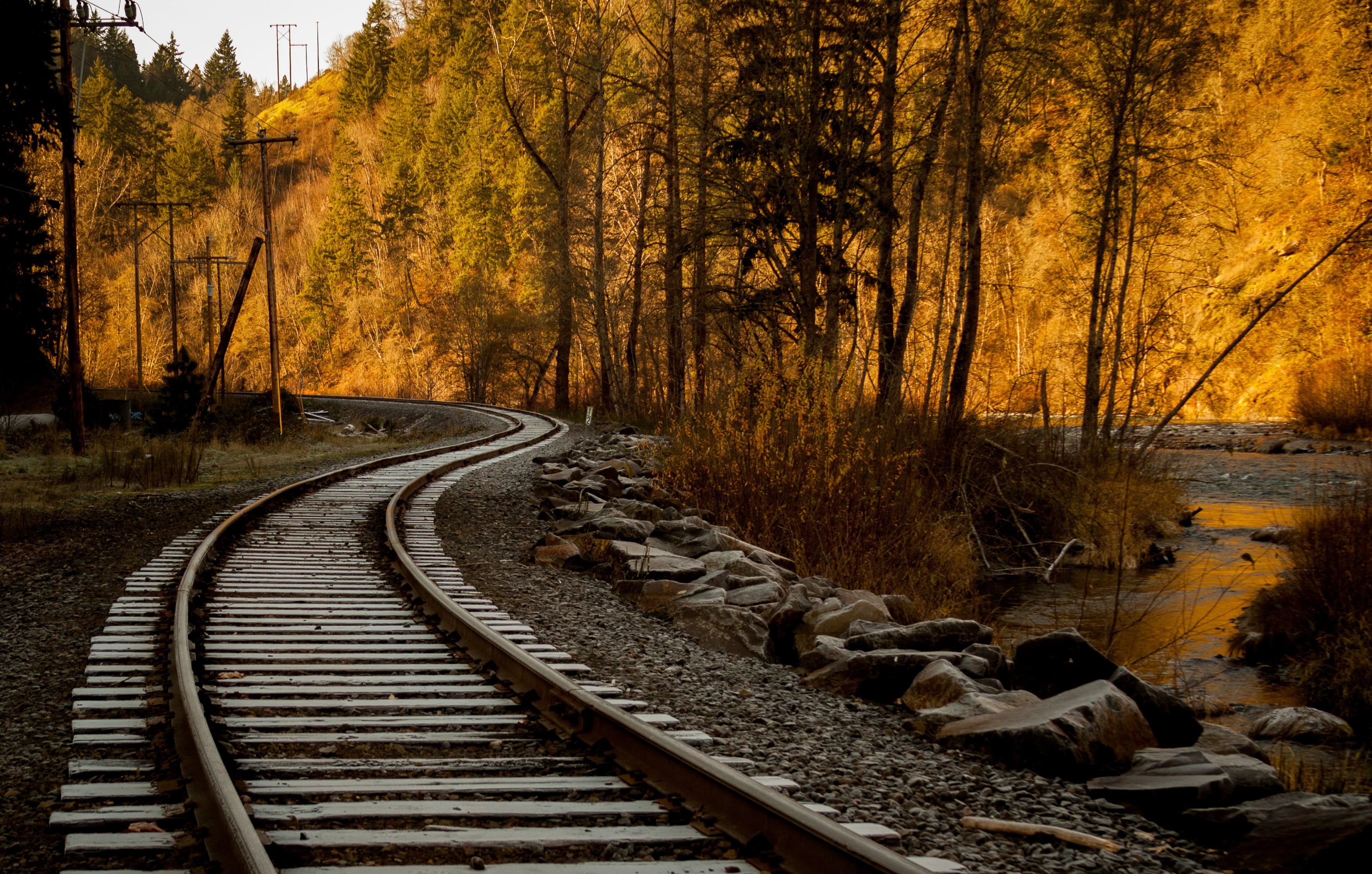 train rail besides on trees