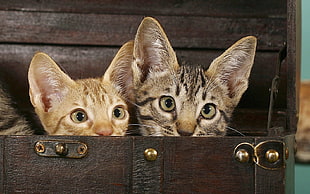 two cats on brown wooden box