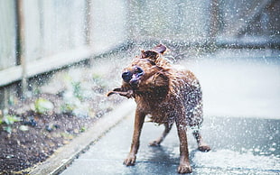 brown short-coated dog