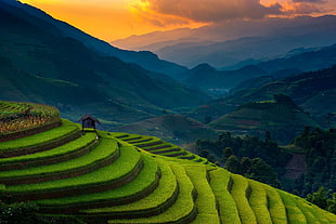 landscape photography of Rice Terraces HD wallpaper