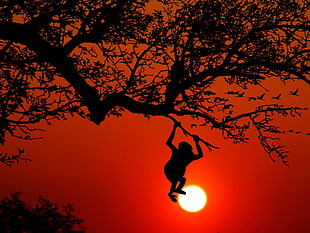 silhouette photography