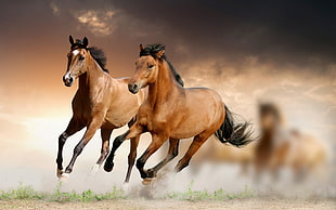 two brown horses, horse, animals