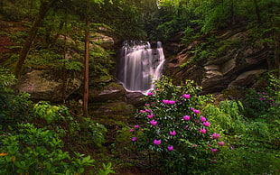 white and pink petaled flowers, river, forest, plants HD wallpaper