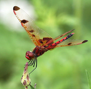red and black dragonfly macro photography, calico pennant