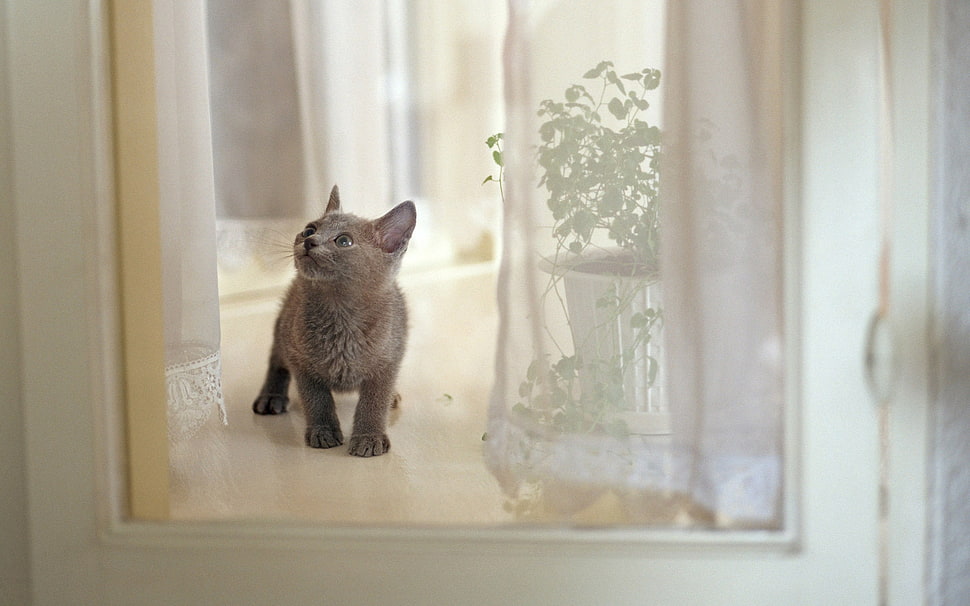 brown cat HD wallpaper