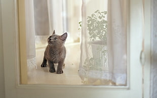 brown cat