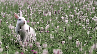 white rabbit on grass field HD wallpaper