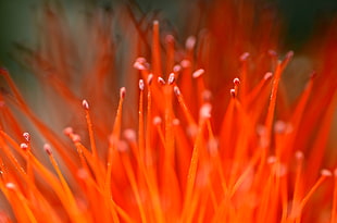 close up photography of red flower