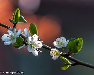 selective focus photography of white Cherry Blossom flower