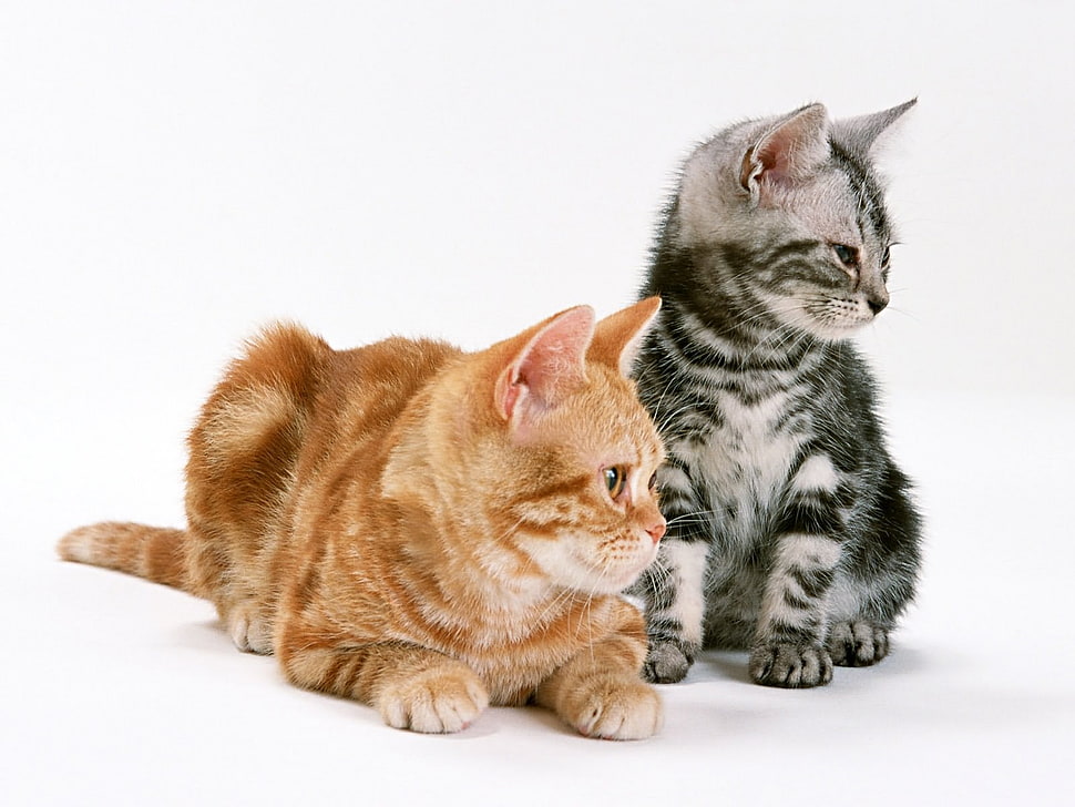 orange and gray tabby cats HD wallpaper