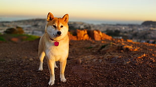 tan and white Shiba Inu standing dirt road at daytime