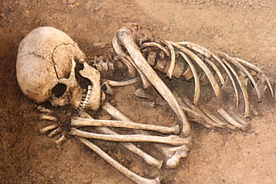 human skeleton HD wallpaper