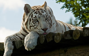 Albino Tiger lying of wood during daytime