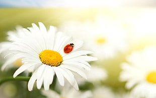 ladybug beetle perched on white multi-petaled flower closeup photography