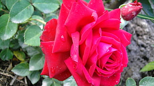 red rose flower during daytime