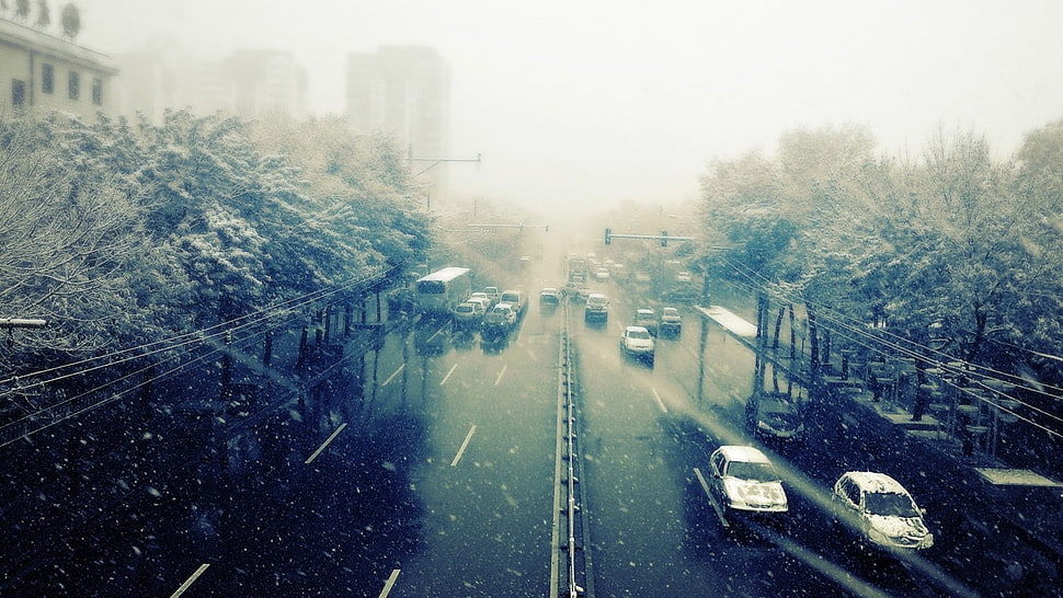 two white vehicles, road, snow, trees HD wallpaper
