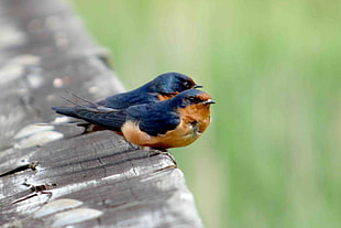 two brown and black birds perched on wooden board, swallows