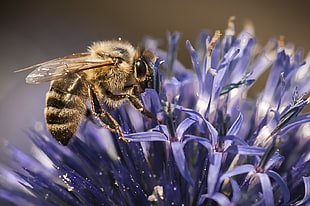 tilt shift lens photography of Honeybee on top of purple flower