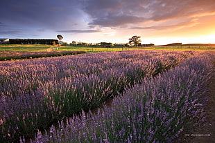 purple lavender flower field at golden hour HD wallpaper