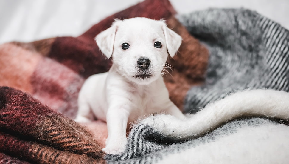 short-coated white puppy, dog, baby animals, puppies, animals HD wallpaper
