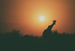 silhouette of giraffe surrounded by grasses during golden hour
