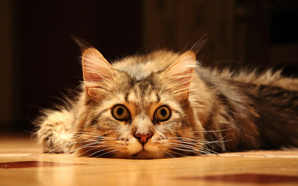 calico cat HD wallpaper