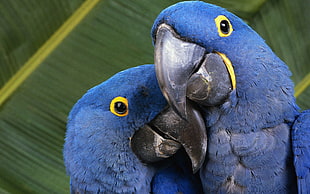 two blue parrots, macaws, animals, nature, parrot