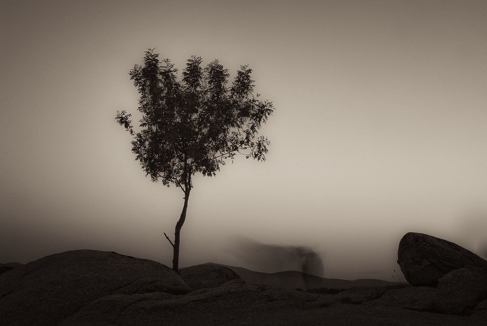 silhouette of tree HD wallpaper