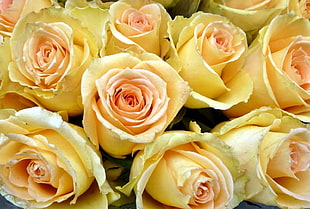 photography of yellow roses