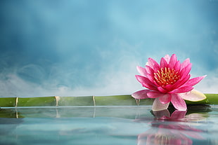 photo of pink lotus near bamboo stick