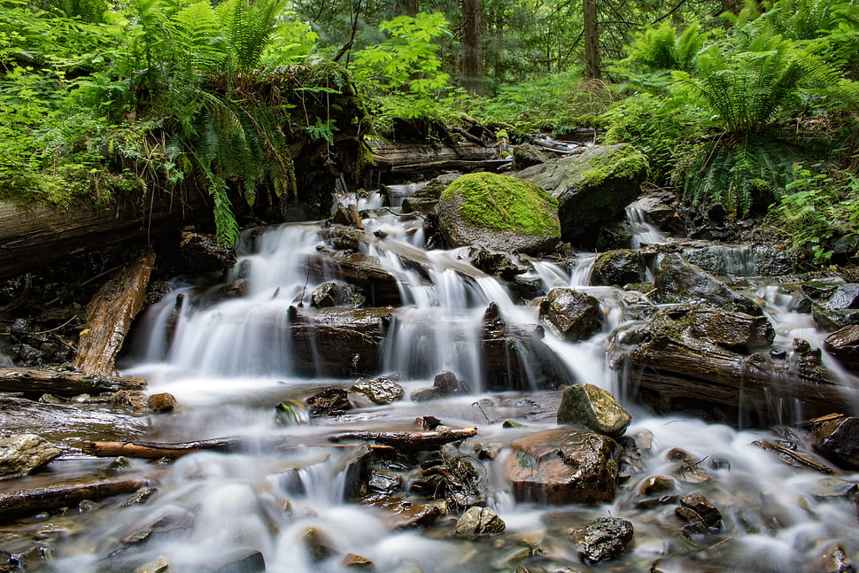 nature, water, rocks, forest HD wallpaper