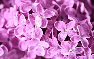 pink petaled flower HD wallpaper