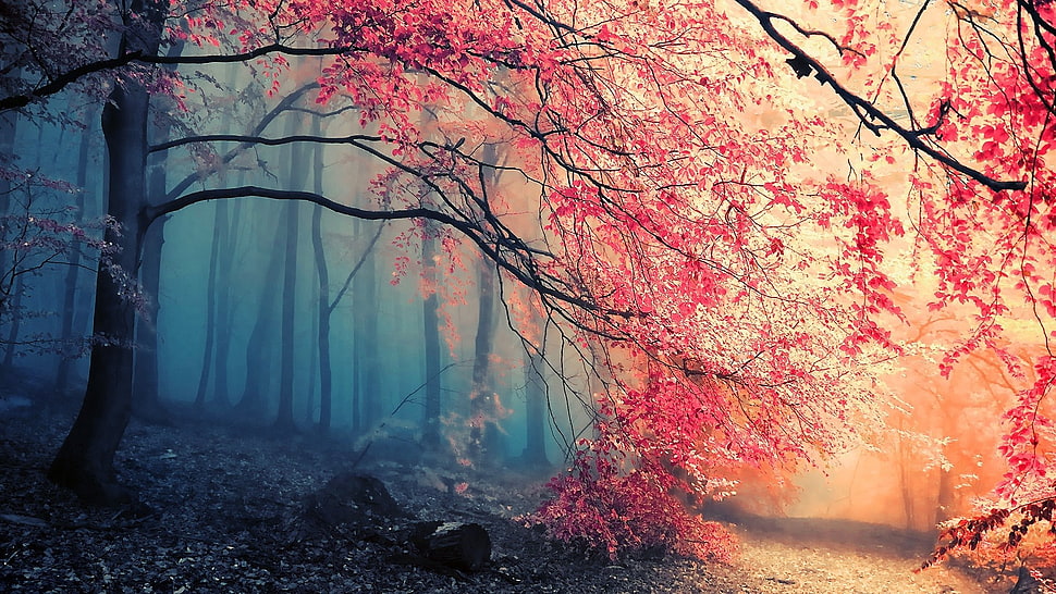 cherry blossom tree, forest, trees, pink HD wallpaper