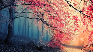 cherry blossom tree, forest, trees, pink