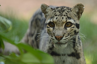 close up photo of tiger