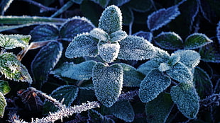 selective focus photography of purple leaf plant with snow