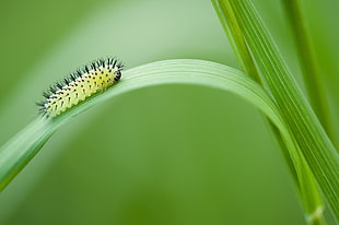 green caterpillar on green leaf HD wallpaper