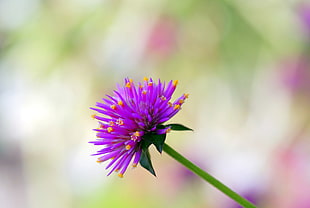 selective focus photography of a purple petaled flower