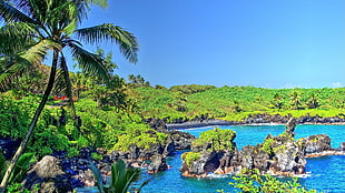 palm tree, tropical water, tropical forest, Hawaii, isle of Maui