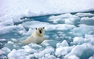 white polar bear on body of water surrounded by ice during daytime