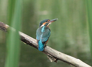 green and black humming bird photo shot, kingfisher, alcedo atthis HD wallpaper