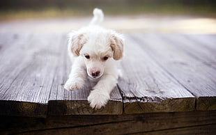 white short coated fur puppy on the edge of brown surface