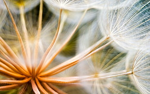 macro shot photography of dandelion HD wallpaper