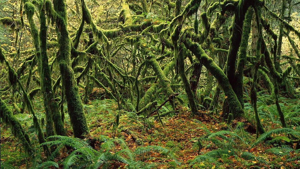 trees and ferns wallpaper, moss, forest, dead trees, rain HD wallpaper